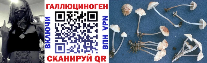 Псилоцибиновые грибы Cubensis Ленинск-Кузнецкий